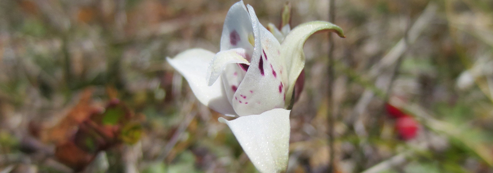 DOG ORCHID Codonorchis lessonii 